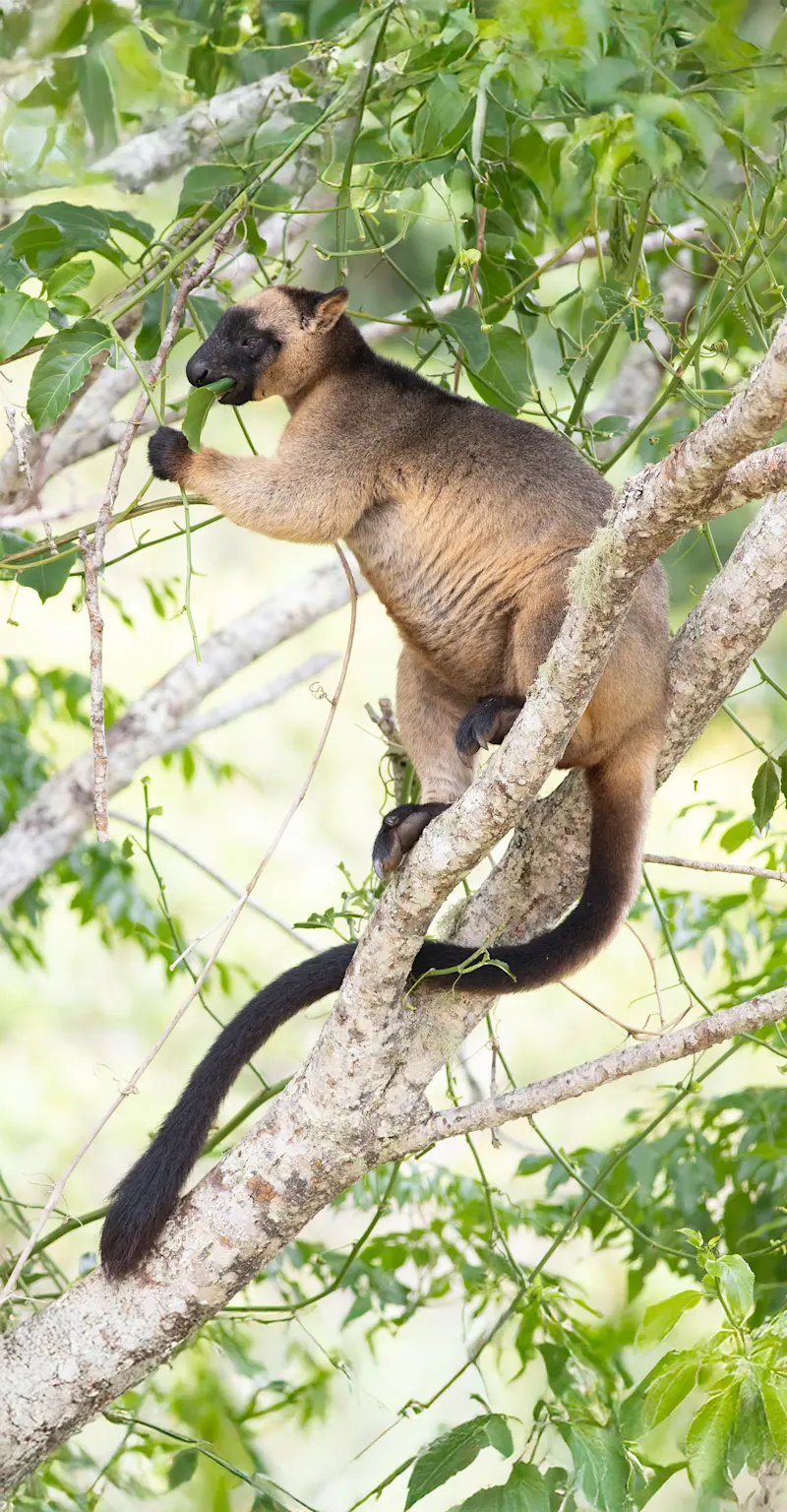 Lumholtz's Tree Kangaroo, Yungaburra, Far North Queensland
