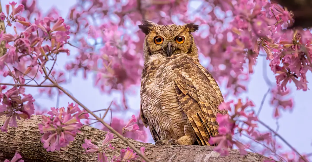 Great horned owl, Southern Pantanal.