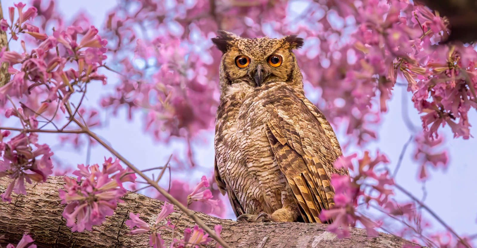 Great horned owl, Southern Pantanal