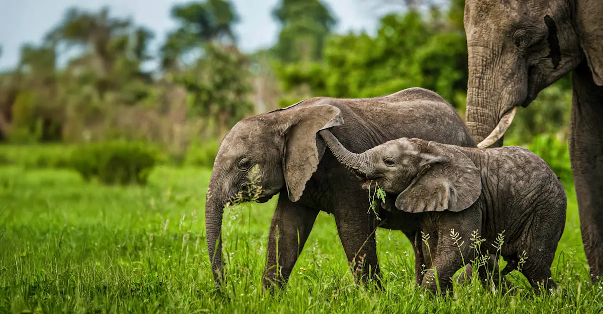 Baby Elephants Playing, Okavango Delta, Botswana.
