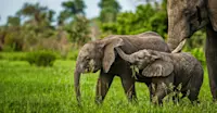 Baby Elephants Playing, Okavango Delta, Botswana