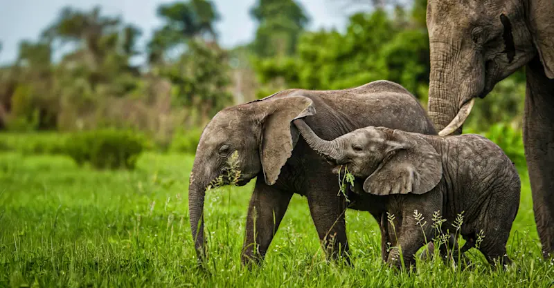 Baby Elephants Playing, Okavango Delta, Botswana