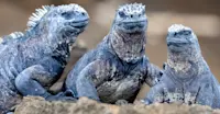 Marine Iguanas, Galapagos Islands
