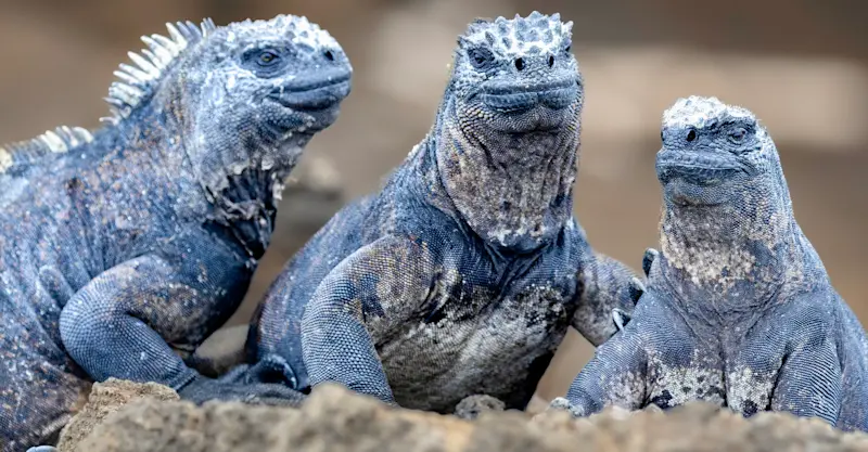 Marine Iguanas, Galapagos Islands