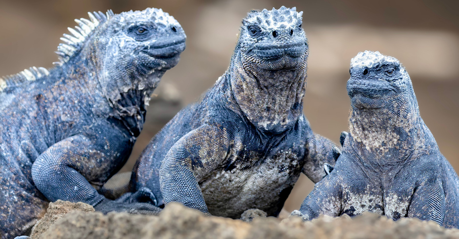 Marine Iguanas, Galapagos Islands