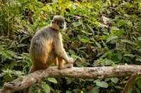 Langur, Tadoba National Park, India.
