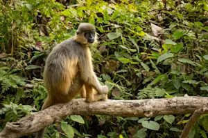 Langur, Tadoba National Park, India.