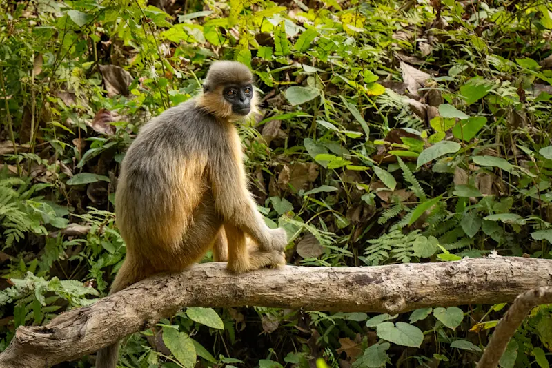 Langur, Tadoba National Park, India.