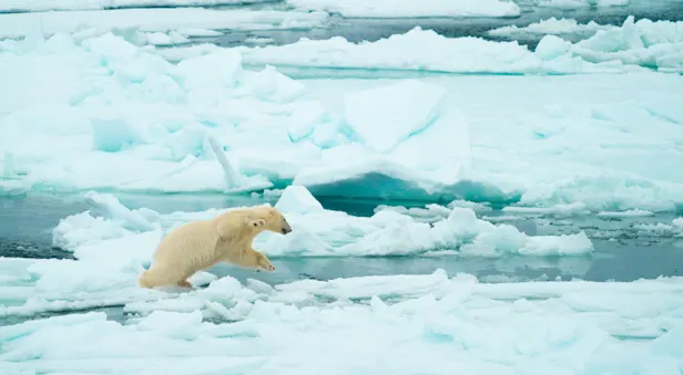 A playful female polar bear navigates the Svalbard landscape. Photographed while on expedition with National Geographic-Lindblad