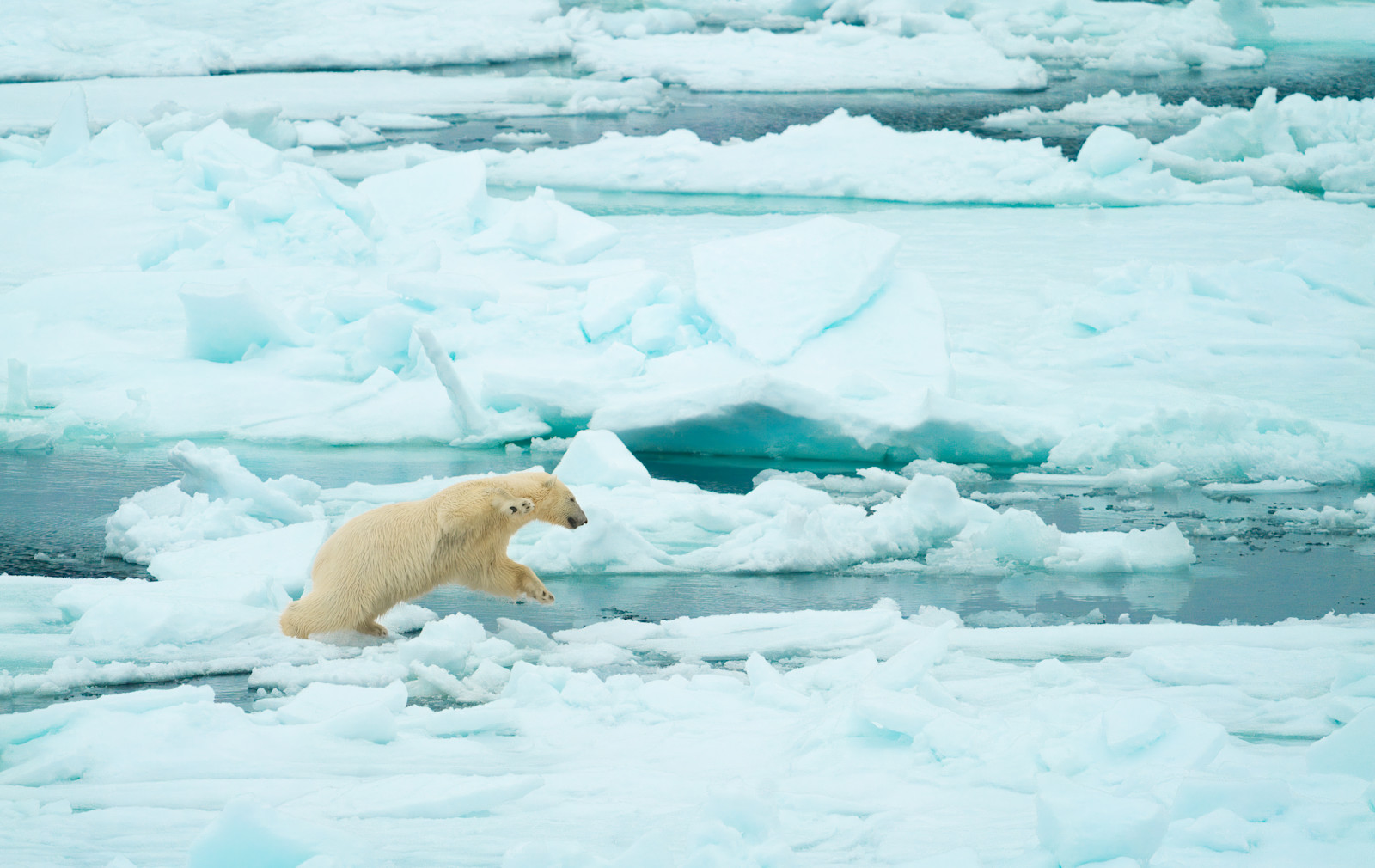 A playful female polar bear navigates the Svalbard landscape in Norway. 