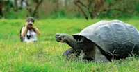 Nat Hab guest and giant tortoise, Santa Cruz Island, Galapagos, Ecuador.