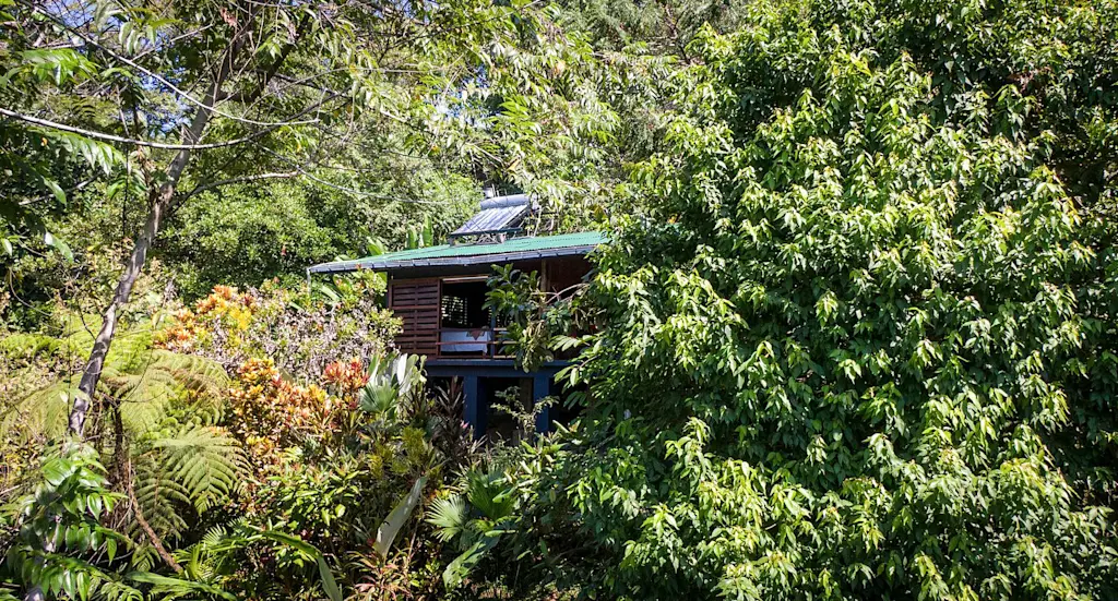 Guest cabin in the trees