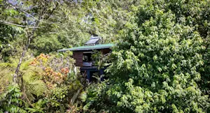 Guest cabin in the trees