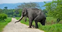 Asian elephant, Kaziranga National Park, India.