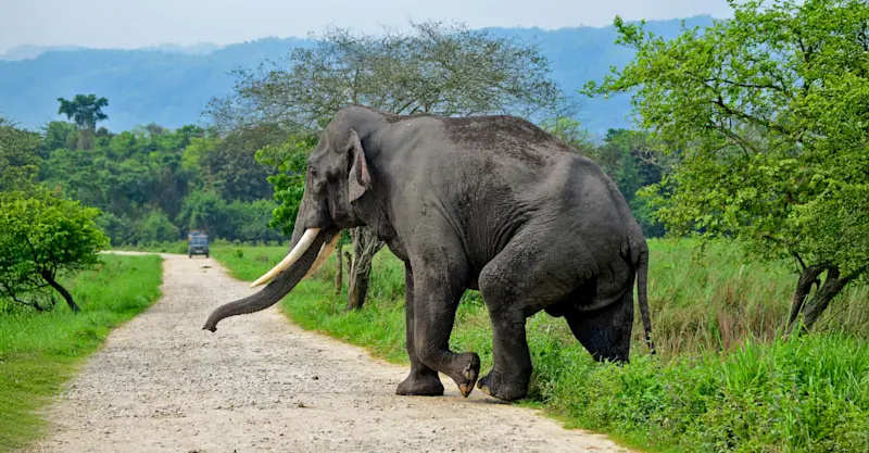 Asian elephant, Kaziranga National Park, India.