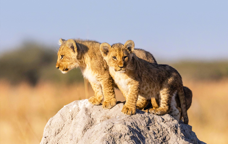 A lion cub in the Okavango Delta, Botswana