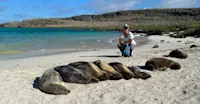 Sea lions on the Galapagos Islands.