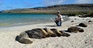 Sea lions on the Galapagos Islands.