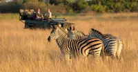 Burchell's zebra and safari vehicle, Okavango Delta, Botswana.