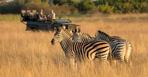 Burchell's zebra and safari vehicle, Okavango Delta, Botswana.