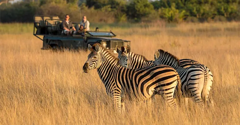 Burchell's zebra and safari vehicle, Okavango Delta, Botswana.