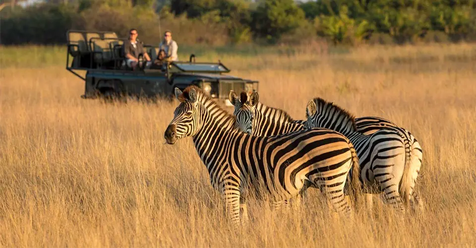Burchell's zebra and safari vehicle, Hunda Island, Botswana.