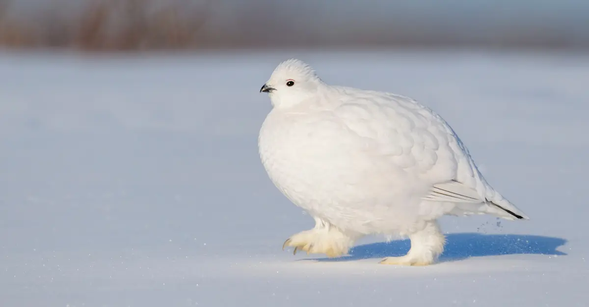 Ptarmigan, Churchill, Canada.
