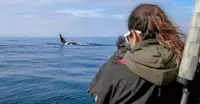 Earthwatch Expeditions Scientist observes orca, Iceland.