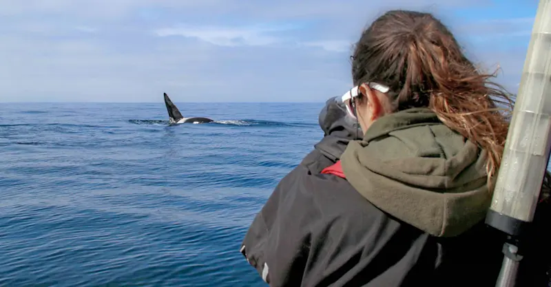 Earthwatch Expeditions Scientist observes orca, Iceland.