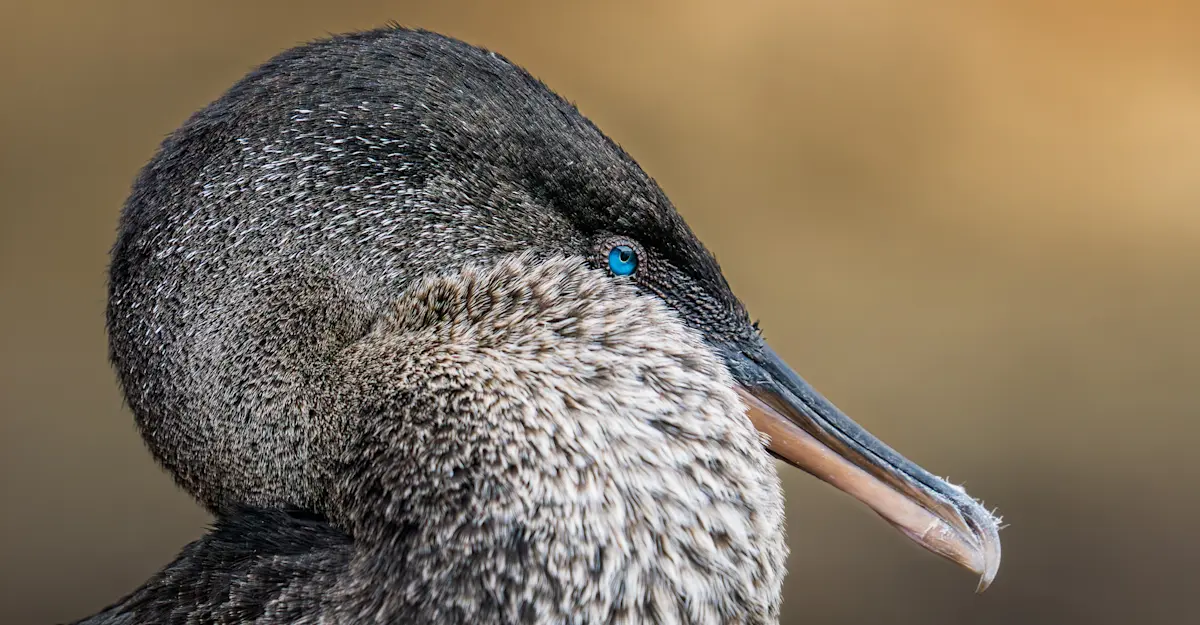Flightless Cormorant.