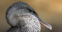 Flightless Cormorant