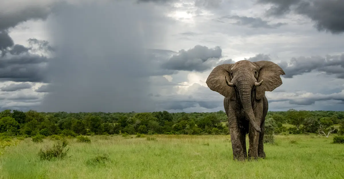 Elephant, South Africa.