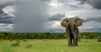 Elephant, South Africa