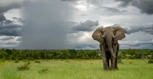 Elephant, South Africa