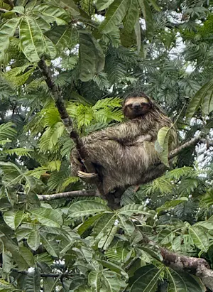 Favorite photo while in Tortuguero National Park in Costa Rica (also my spirit animal).
