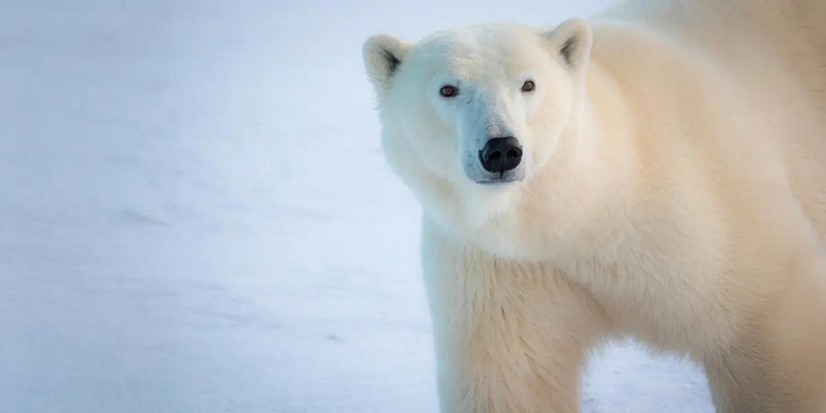 Polar bear, Churchill, Manitoba.