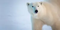 Polar bear, Churchill, Manitoba.