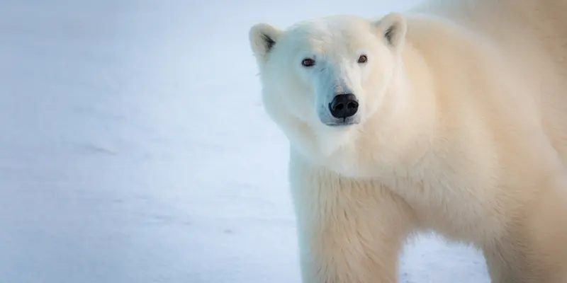 Polar bear, Churchill, Manitoba.