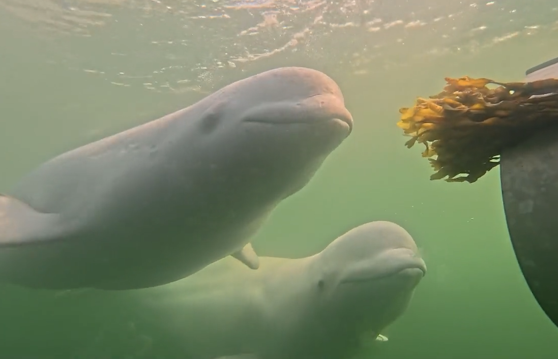 Belugas following the zodiac in Churchill, Canada.