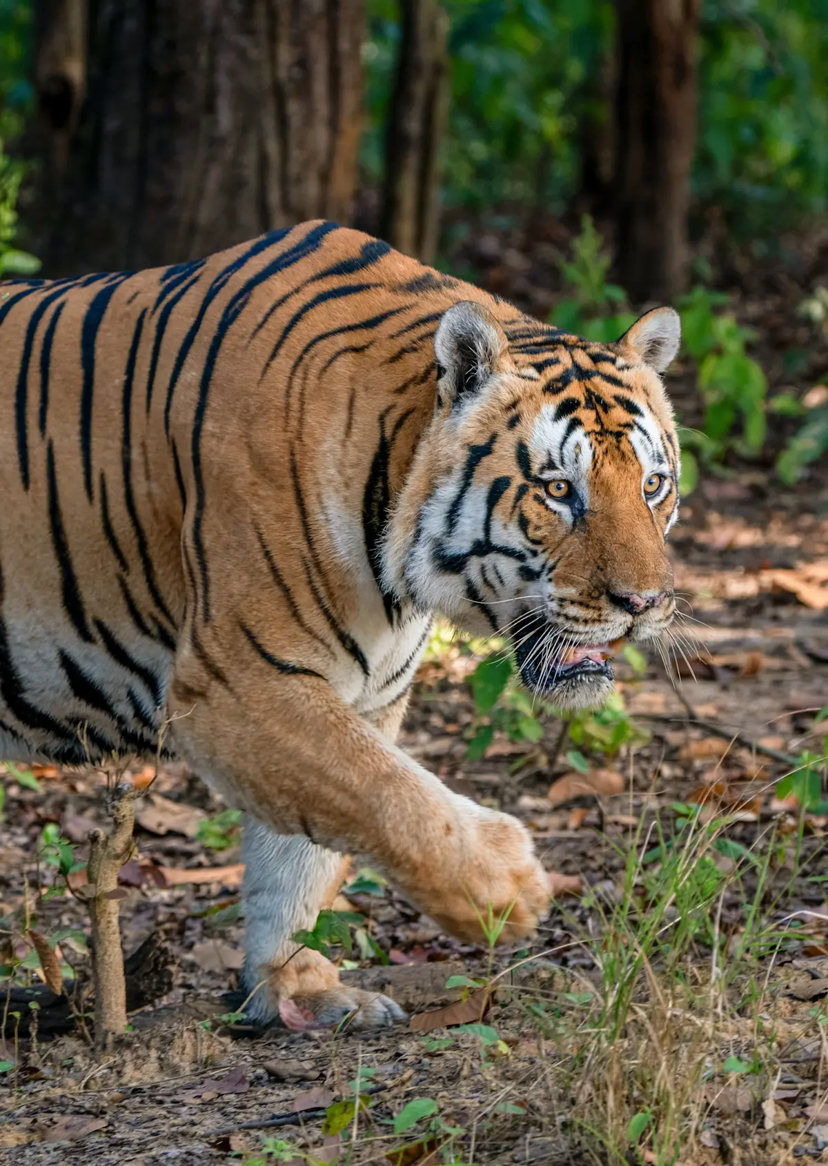 Bengal tiger, Tadoba National Park, India.