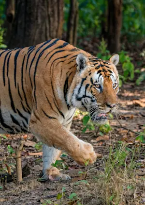 Bengal tiger, Tadoba National Park, India.