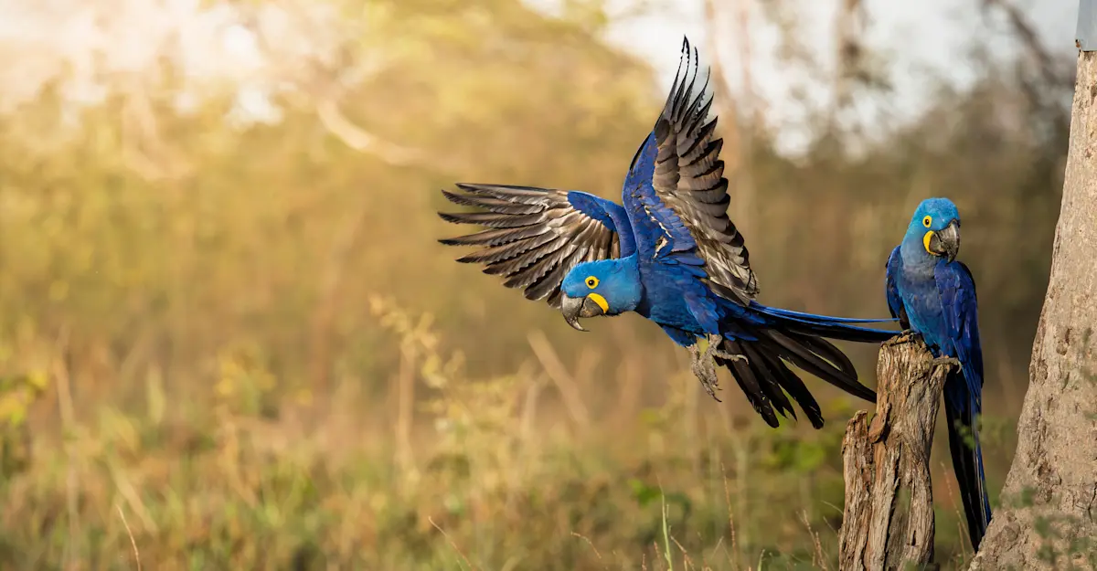Hyacinth macaws, Southern Pantanal.