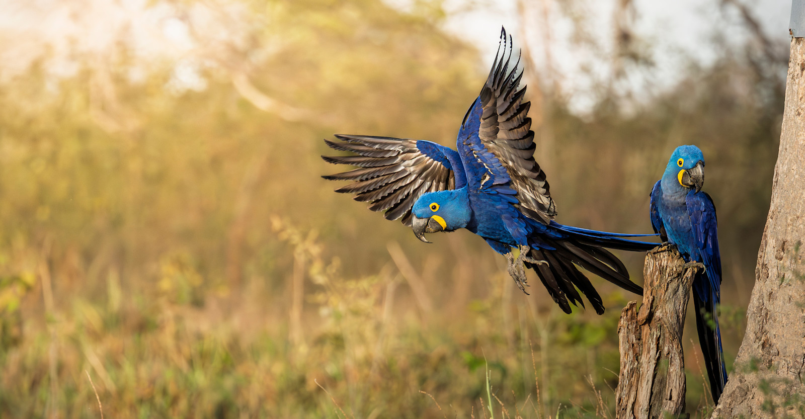 Hyacinth macaws, Southern Pantanal