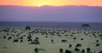 Wildebeest migration, Olare Motorogi Private Conservancy, Kenya.