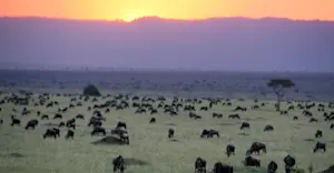 Wildebeest migration, Olare Motorogi Private Conservancy, Kenya.
