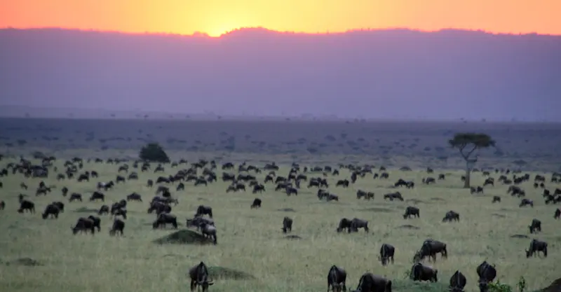 Wildebeest migration, Olare Motorogi Private Conservancy, Kenya.