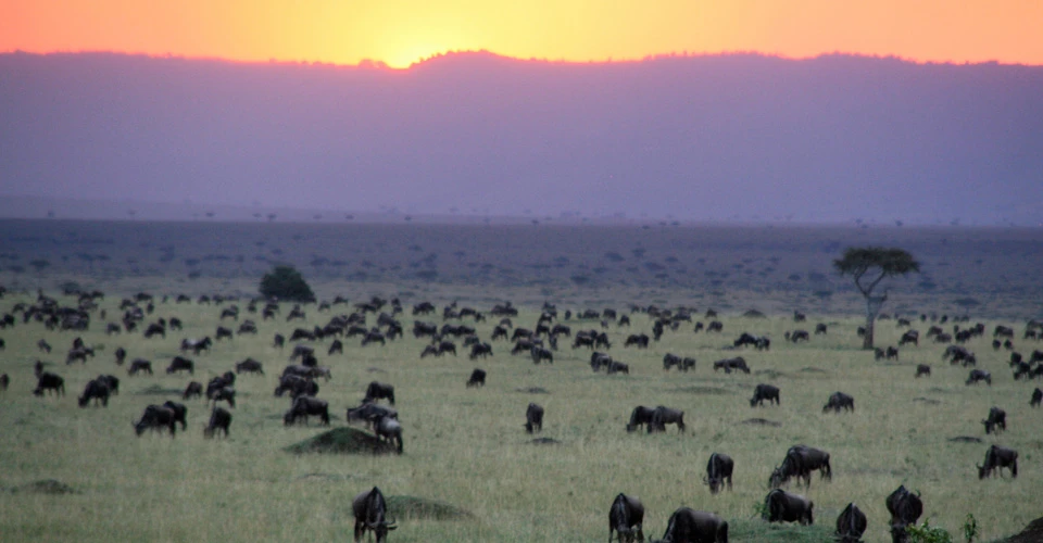 Wildebeest migration, Olare Motorogi Private Conservancy, Kenya.