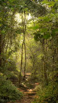 Andasibe-Mantadia National Park, Madagascar.