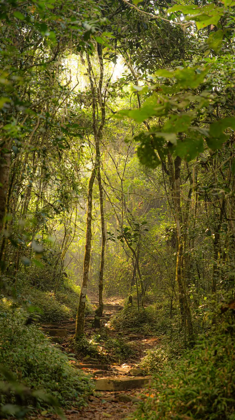 Andasibe-Mantadia National Park, Madagascar.