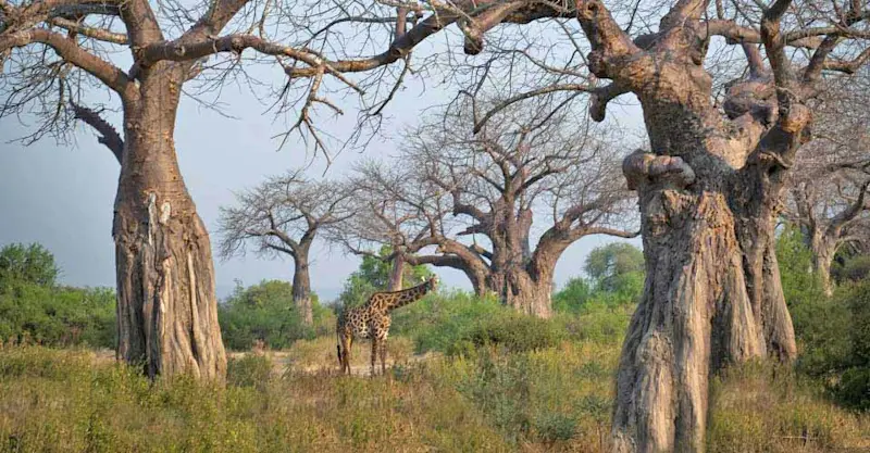 Masai giraffe, Ruaha National Park, Tanzania.